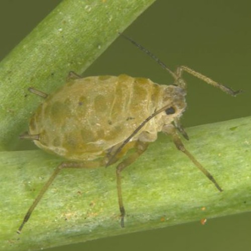 सरसों में माहू या एफिड्स को कंट्रोल करने के सरकारी उपाय