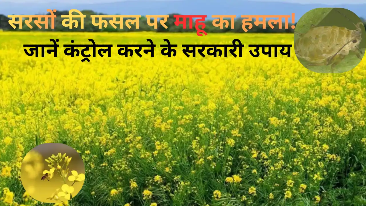 सरसों की फसल पर माहू का हमला! जानें कंट्रोल करने के सरकारी उपाय